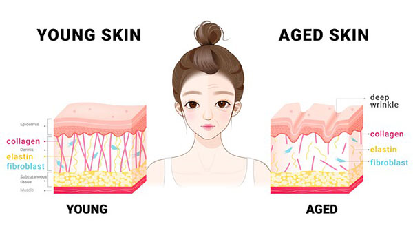 Tác dụng collagen với da