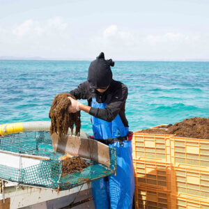 Viên uống tảo đỏ Fucoidan điều chế từ tảo nâu Mozuku Okinawa
